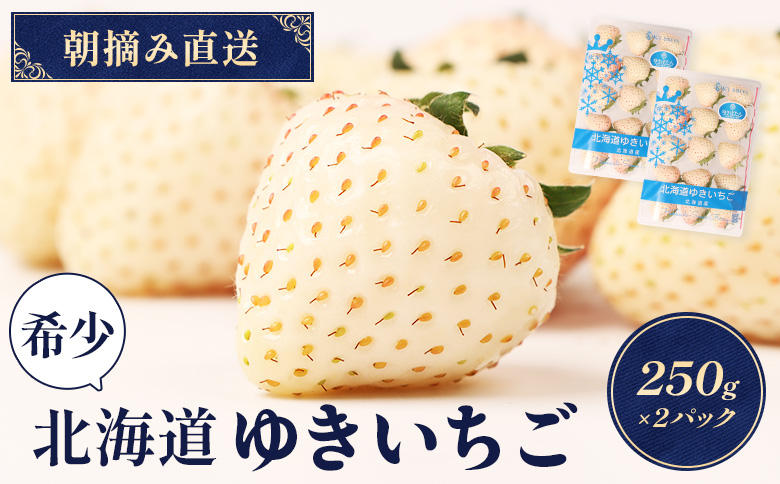 【12月以降、随時発送！】【北海道産】ゆきいちご（白いちご）2Pセット 250g×2 計500g【59001】