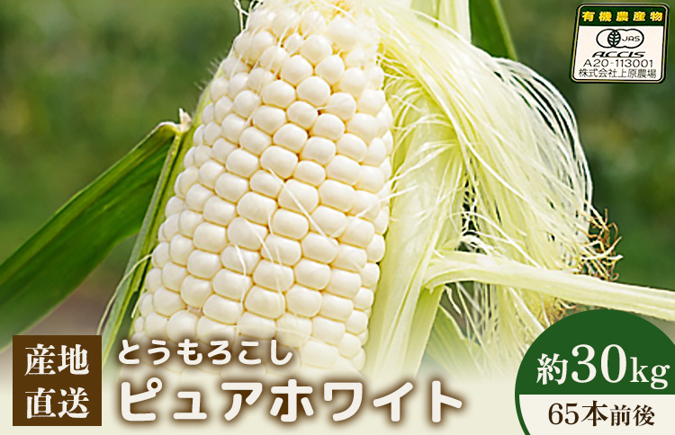 【2026年度発送分】上原農場直送 とうもろこし (ピュアホワイト)  約30kg 約65本前後【66018】