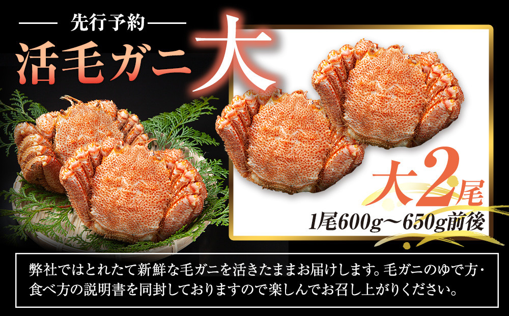 【先行予約/2026年4月発送開始】活毛ガニ　大２尾（600g～650g前後）