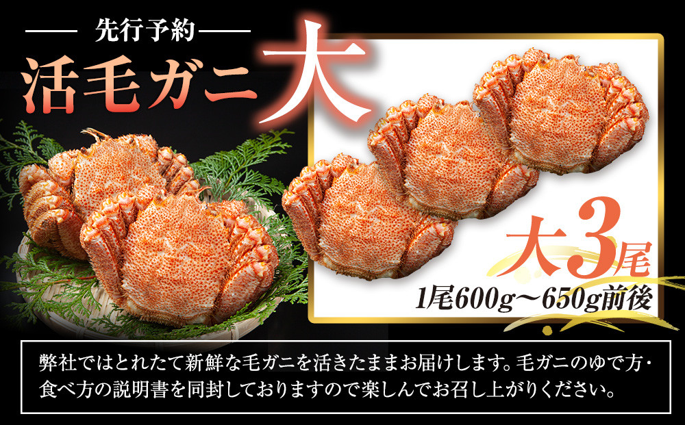 【先行予約/2026年4月発送開始】活毛ガニ　大３尾（600g～650g前後）