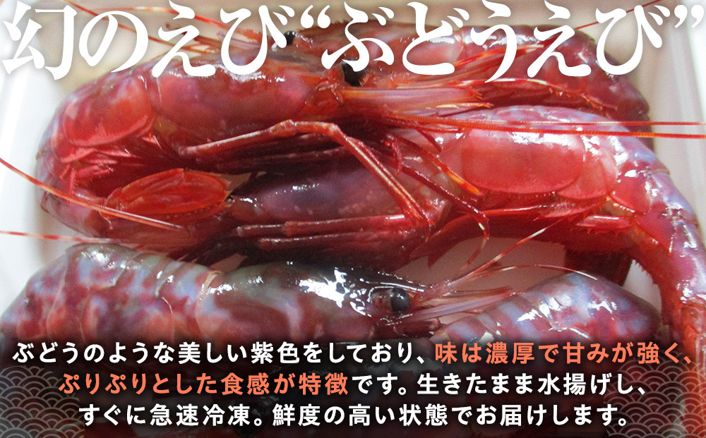 幻のぶどうえび（小・250g / 9～10尾前後） エビ 海老 刺身 海鮮 羅臼町 北海道 海産物 魚介 魚介類 生産者 支援 応援