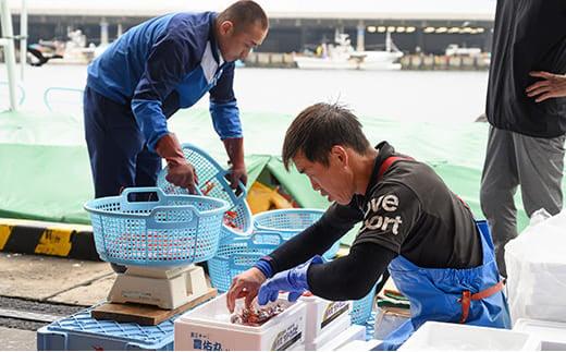 幻のぶどうえび（大・250g /4～6尾）エビ 海老 ブドウエビ 羅臼町 北海道 魚介類 魚介 海産物 冷凍 生産者 支援 応援
