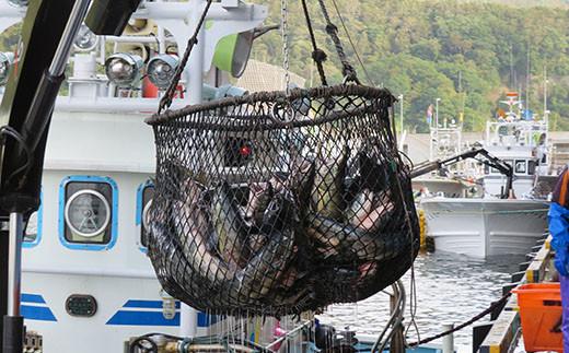 知床羅臼産　鮭　秋味切身セット 約400g×2パック 生産者 支援 応援