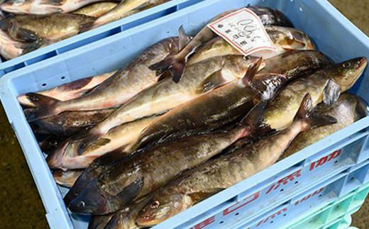 知床羅臼産 特々大開きほっけ(2枚) 生産者 支援 応援