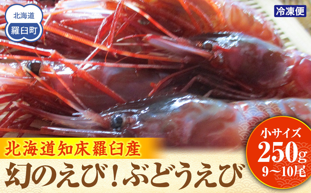 幻のぶどうえび（小・250g / 9～10尾前後） エビ 海老 刺身 海鮮 羅臼町 北海道 海産物 魚介 魚介類 生産者 支援 応援