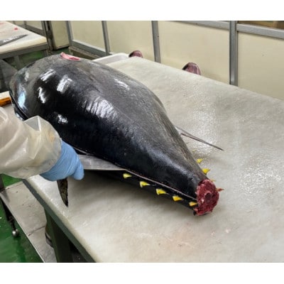 【市場直送!】青森産　天然本マグロ　切り落とし まぐろ(赤身・中トロ・大トロ入り)　250g×2P【配送不可地域：離島】