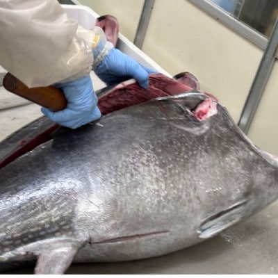 【市場直送!】青森産天然本マグロ　大トロ・中トロ・たたき3種セット【配送不可地域：離島】