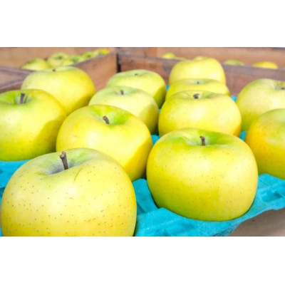 【2026年2月発送予定】平均糖度13度以上! シナノゴールド 約10kg 訳あり【配送不可地域：離島・沖縄県】