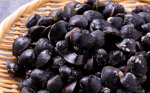 【市場直送!】青森十三湖産　冷凍砂抜き済み　中粒しじみ貝(8P)【配送不可地域：離島】