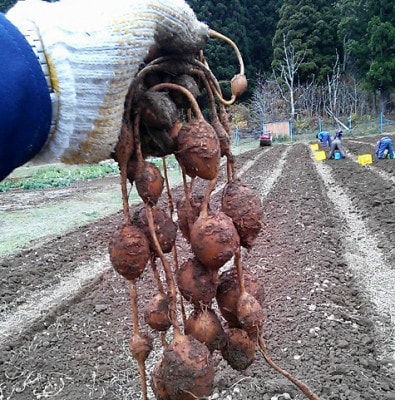 佐井村のアピオス(蒸し冷凍アピオス)【配送不可地域：離島】