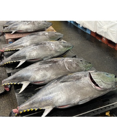 【市場直送!】青森産天然本マグロ　大トロ・中トロ・たたき3種セット【配送不可地域：離島】