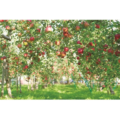 タムラシードルSWEET＆DRY2本セット　TM-SD