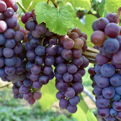 PURE ＆ ZERO 無添加スチューベンジュース〈ストレート＆アールグレイMIX〉各1本