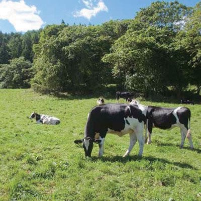 飲むヨーグルト 900ml×6本セット 乳酸菌が1テラ個の濃厚のむヨーグルト【配送不可地域：離島】