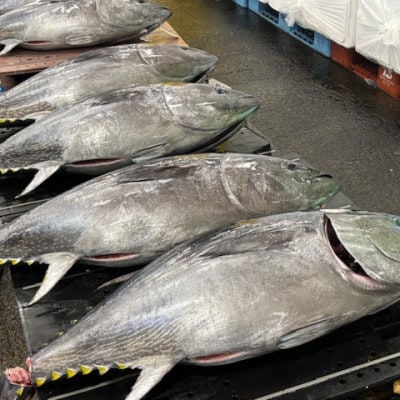 【市場直送!】青森産天然本マグロ 中トロ まぐろ (1柵/約200g)【配送不可地域：離島】