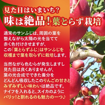 りんご 葉取らずふじ 蜜入判定 3kg (約9～12個)【配送不可地域：離島】