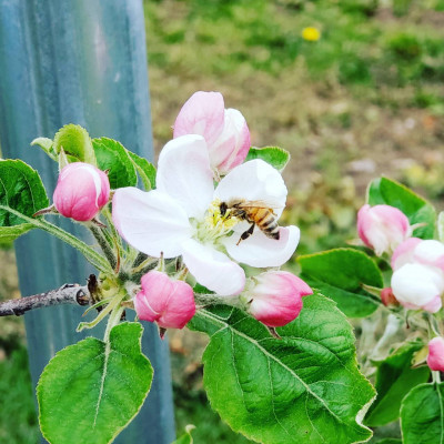 「とき」約5kg・糖度14度以上保証・訳あり家庭用りんご 青森市長賞受賞【配送不可地域：離島・沖縄県】