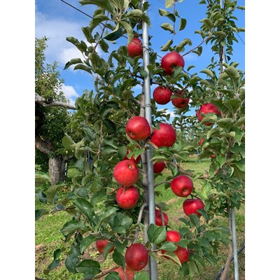 【希少品種】「華宝」約3kg・訳あり家庭用りんご 青森市長賞受賞【配送不可地域：離島】