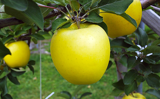 「シナノゴールド」3kg・訳あり家庭用りんご【冷蔵:スマートフレッシュ加工】【配送不可地域：離島・沖縄県】