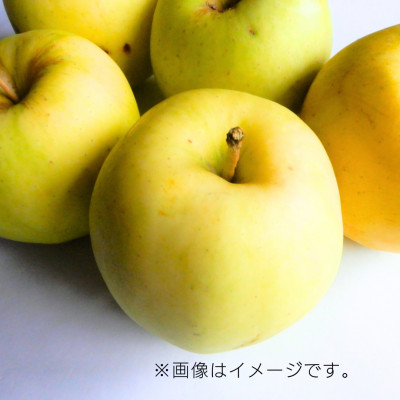 【10月下旬より発送開始】産地直送 青森県産もりのかがやき 5キロ箱 10～23玉 青森県産りんご【配送不可地域：離島】
