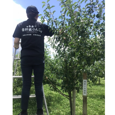 【令和7年産先行受付】お楽しみ♪青森県産りんご「サンふじ」他 食べ比べセット【離島・沖縄配送不可】【配送不可地域：離島・沖縄県】