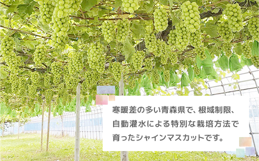 【先行予約】美味しさは「寒暖差」にあり 粒だけ!青森市産【訳あり】シャインマスカット(約1kg)【配送不可地域：離島】