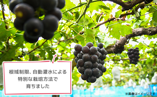 2026年発送【訳あり】種なしぶどう　青森県産　藤稔2房(1.0kg～1.2kg)【配送不可地域：離島】