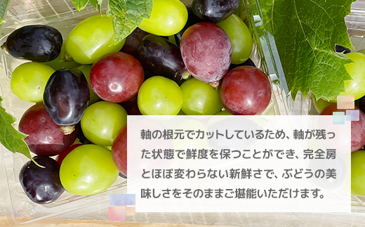 2026年発送【訳あり】粒取り ぶどう バラバラ3色セット 計1kg(500g×2パック)食べ比べ!【配送不可地域：離島】