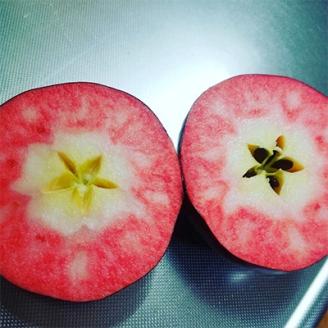 【訳あり】 りんご 希少品種「紅の夢」 家庭用 約3kg (6～12玉) 【配送不可地域：離島】