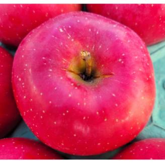 【訳あり】青森県産りんご「サンふじ家庭用」約3kg　産地直送!【配送不可地域：離島】