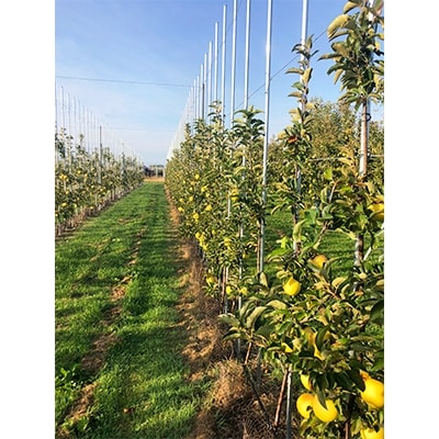 「シナノゴールド」3kg・特選贈答用りんご 青森市長賞受賞【配送不可地域：離島】