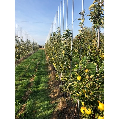 「シナノゴールド」5kg・訳あり家庭用りんご 青森市長賞受賞【配送不可地域：離島】