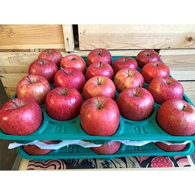 【訳あり】 りんご サンふじ 家庭用 約10kg (28～40玉) 糖度14度以上保証【配送不可地域：離島】