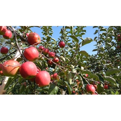 国際品評会金賞受賞　A-FACTORY　アオモリシードル750ml　ドライ