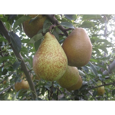 西洋梨「ゼネラル・レクラーク」約5kg