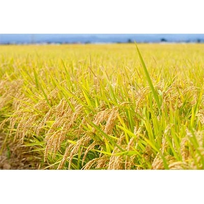 【五つ星お米マイスター厳選】青森県産　天匠米あさゆき　白米5kg