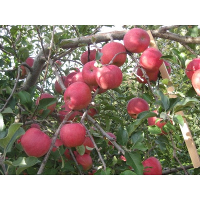 青森市産りんごジュース1000ml×6本(サンふじ2本、王林2本、北斗2本)【配送不可地域：離島・沖縄県】