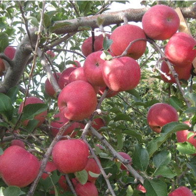 【大玉】青森市産りんご「葉取らずサンふじ」約5kg【家庭用】【配送不可地域：離島】