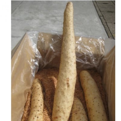 青森県産ながいも「ネバリスター」約5kg(3L～4Lサイズ×4本入り)【配送不可地域：離島・沖縄県】