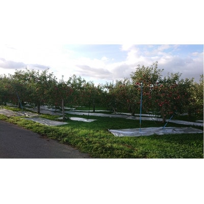 青森県産　弘前ふじ 約5kg (約14～20個)家庭用訳あり【配送不可地域：離島】