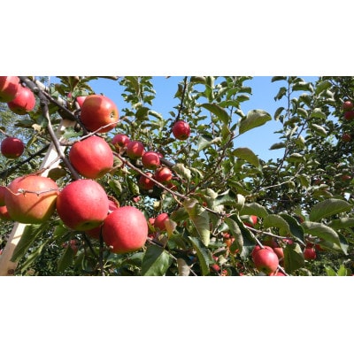 A-FACTORY　アオモリシードル520ml　2種セットB(スイート＆スタンダード)