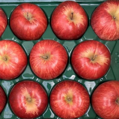 【訳あり】青森県産りんご「サンつがる　家庭用」約5kg　産地直送!【配送不可地域：離島】