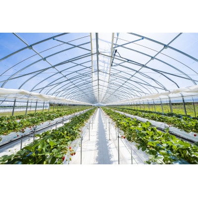 【先着50セット限定】青森県青森市産の夏いちご　400～500g/箱　冷蔵便で直送【配送不可地域：離島・沖縄県・九州】