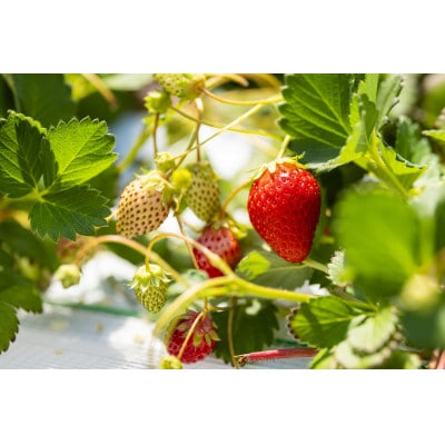 【先着50セット限定】青森県青森市産の希少いちご　400～500g/1箱　冷蔵便で直送【配送不可地域：離島・沖縄県・九州】