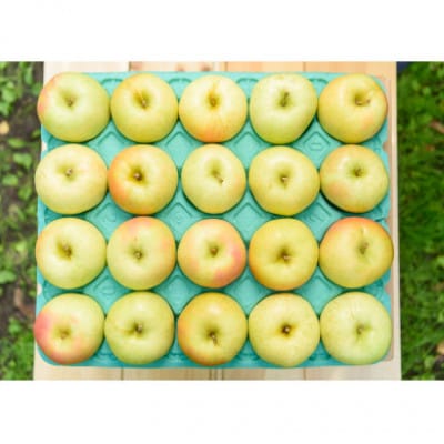 【2025年10月発送予定】平均糖度12度以上! トキ 約10kg おもてなし用【配送不可地域：離島・沖縄県】