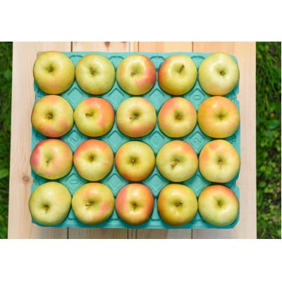 【2027年2月より順次発送】平均糖度13度以上! トキ 約5kg 訳あり【配送不可地域：離島・沖縄県】