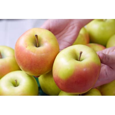 【26年4月出荷予定】平均糖度13度以上! ぐんま名月 約5kg 訳あり CA貯蔵 クール便【配送不可地域：離島・沖縄県】