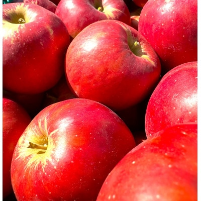 【26年4月出荷予定】紅玉 約5kg おもてなし用 CA貯蔵 クール便【配送不可地域：離島・沖縄県】