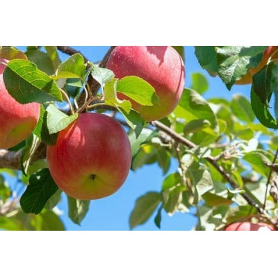 【青森県発】なみおかりんご(サンふじ) 家庭用 約2.5kg以上【配送不可地域：離島】