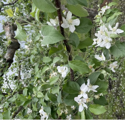 青森市「林檎の蜂蜜」ねぶたドットアートラベル